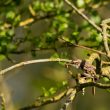 Grimpereau des jardins avec un insecte
